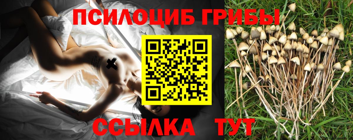 где купить наркоту  Псилоцибиновые грибы Magic Shrooms  Вход с VPN  Приморско-Ахтарск 